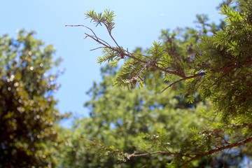 Pine