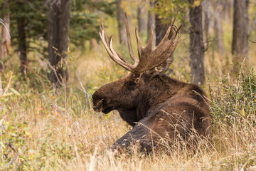 Bull Shiras Moose Bedded in Fall