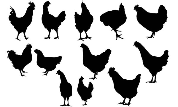 Land Fowl Silhouette Vector Graphics 