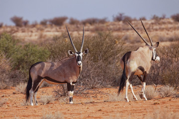 Oryxantilopen