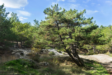 Fototapeta na wymiar Dadia forest national park, protected resource in Greece.