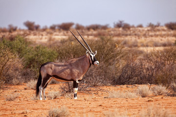 Oryxantilope