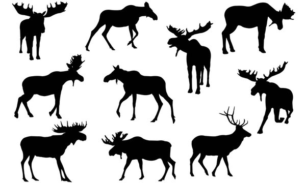 Moose Silhouette Vector Graphics 
