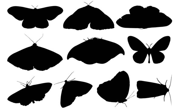 Moth Silhouette Vector Graphics 