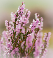 Heather in the Mist