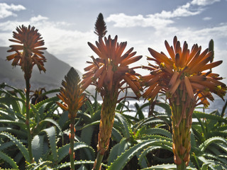 Aloe Arborescens