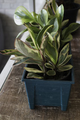 Green plant pot display on shelve