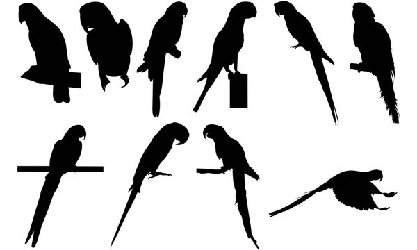 Parrot Silhouette Vector Graphics 