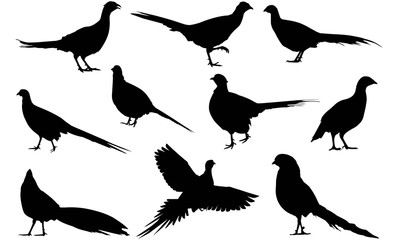 Pheasant Silhouette Vector Graphics 