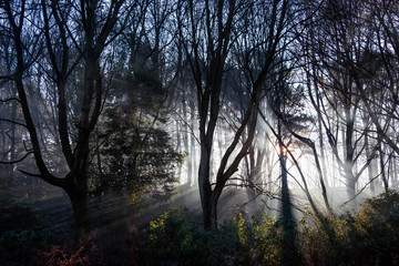 Lightrays in woodland