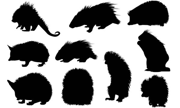 Porcupine Silhouette Vector Graphics 