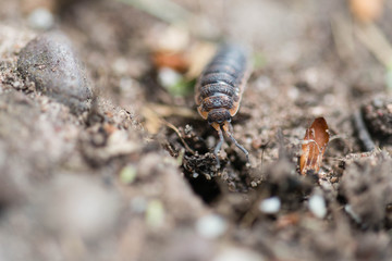 Close up of a woodlouse in a garden in the UK