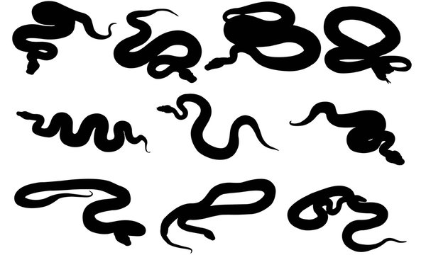Python Silhouette Vector Graphics 