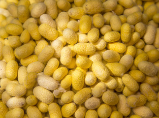 Silk cocoons