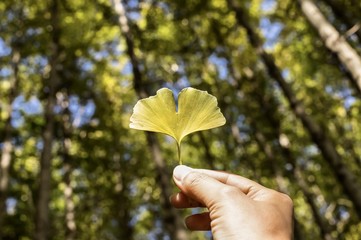 autumn leaf and background