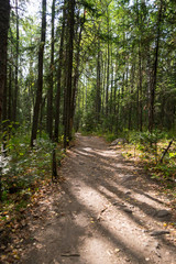 Silent path in the forest. Image taken on an summer day in the national park Taganay.