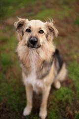 Cute dog in the garden