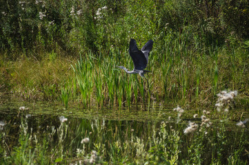 Great heron in flight.