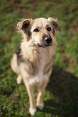Cute dog in the garden