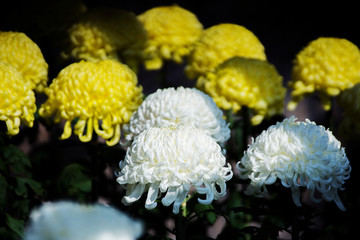 菊花展