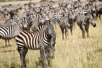 Fototapeta na wymiar Zebraherde Serengeti