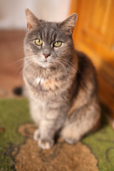 Fototapeta premium Domestic cat at home