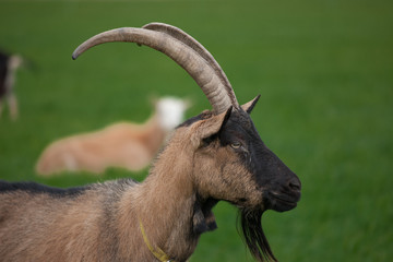 Ziegen