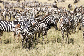 Zebraherde Serengeti