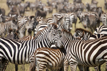 Zebraherde Serengeti