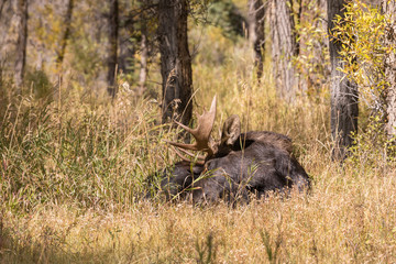 Bull Moose bedded During the Fall Rut