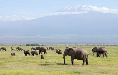 Fototapeta na wymiar Amboseli Nationalpark Kenya