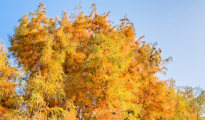 Fototapeta premium tree branches with yellow leaves in autumn