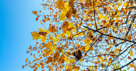 tree branches with yellow leaves in autumn