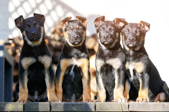 Three belgian shepherd puppys