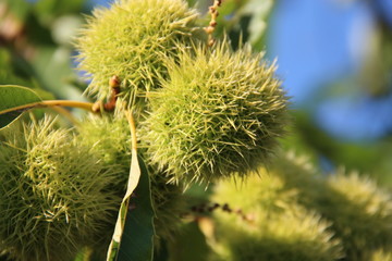 Ricci