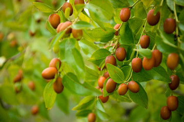  green fruits of Ziziphus jujuba on a tree