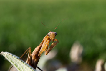 Mantis religiosa, Mantodea on the plant in the garden during sunny morning