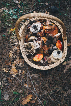 Basket with fresh mushrooms, top view