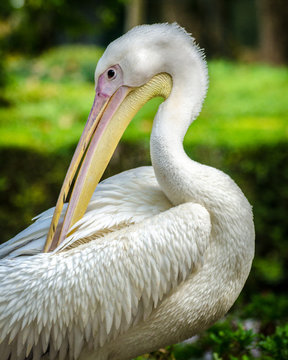 Palmipedo Photos Royalty Free Images Graphics Vectors Videos Adobe Stock