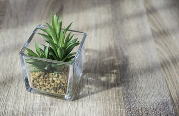 little green plant in glass pot on the table with light and shadow style