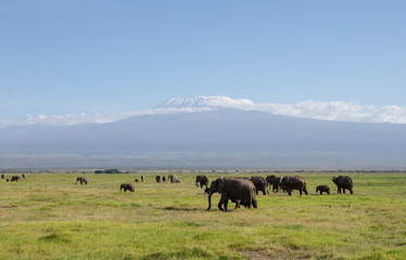 Fototapeta na wymiar Amboseli Nationalpark Kenya