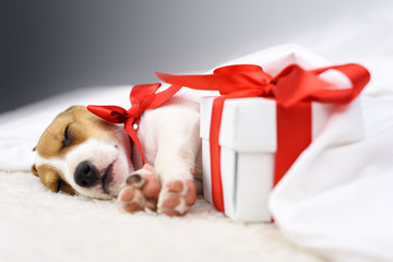 jack russel puppy with red bow