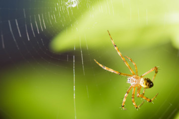spider