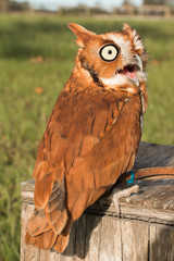 Screeching owl