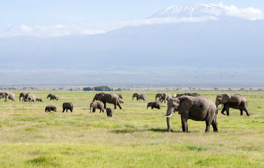 Obraz premium Amboseli Nationalpark Kenya