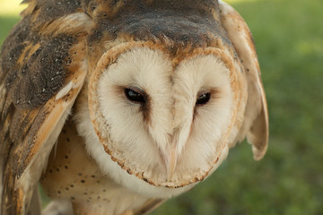Barn owl portrait