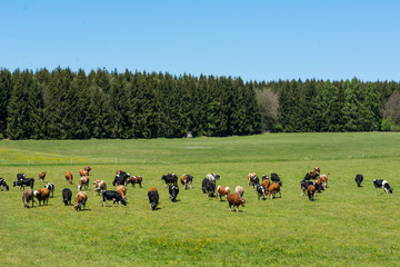 Fototapeta premium Rinderherde auf Weide