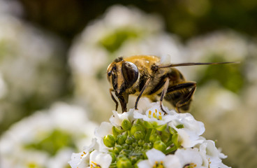 Bee on flower