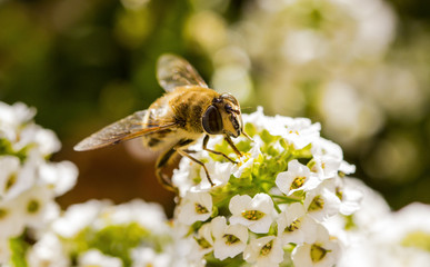 Bee on flower