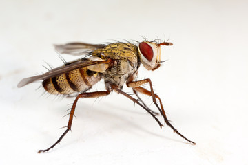 House fly in white background - high detail